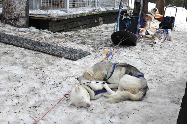 chiens de traineau annecy