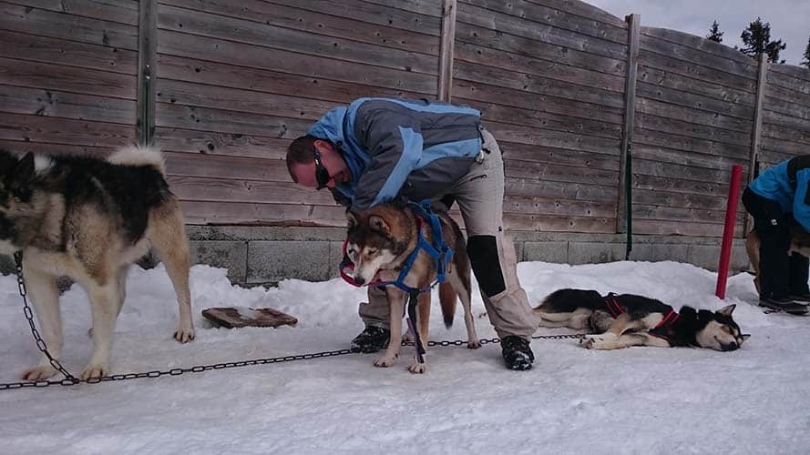 chiens de traineau annecy