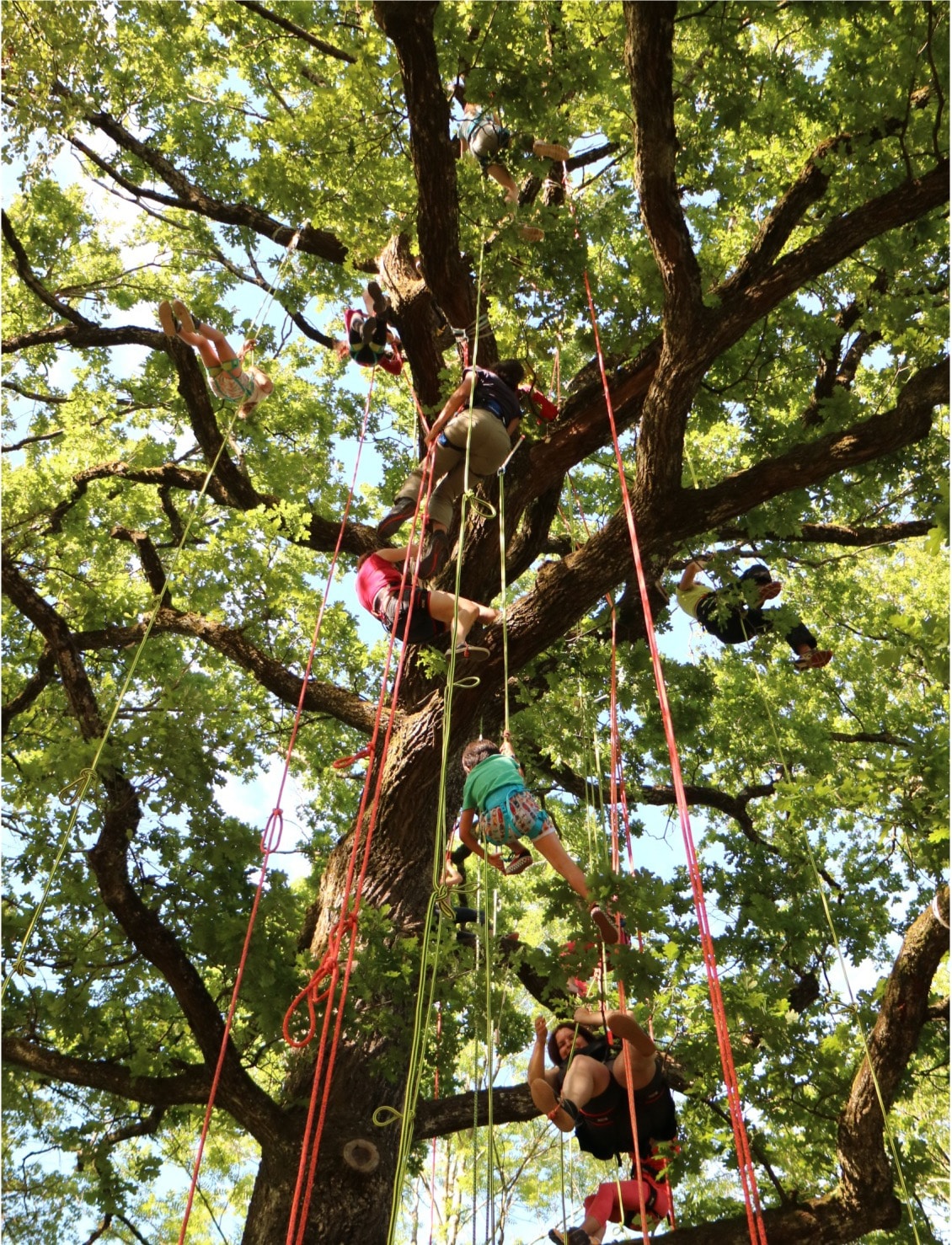 grimpe d'arbre
