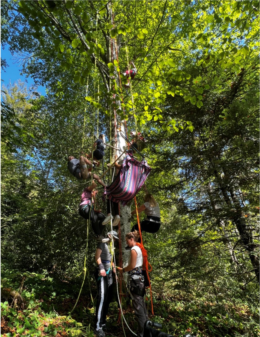grimpe d'arbre